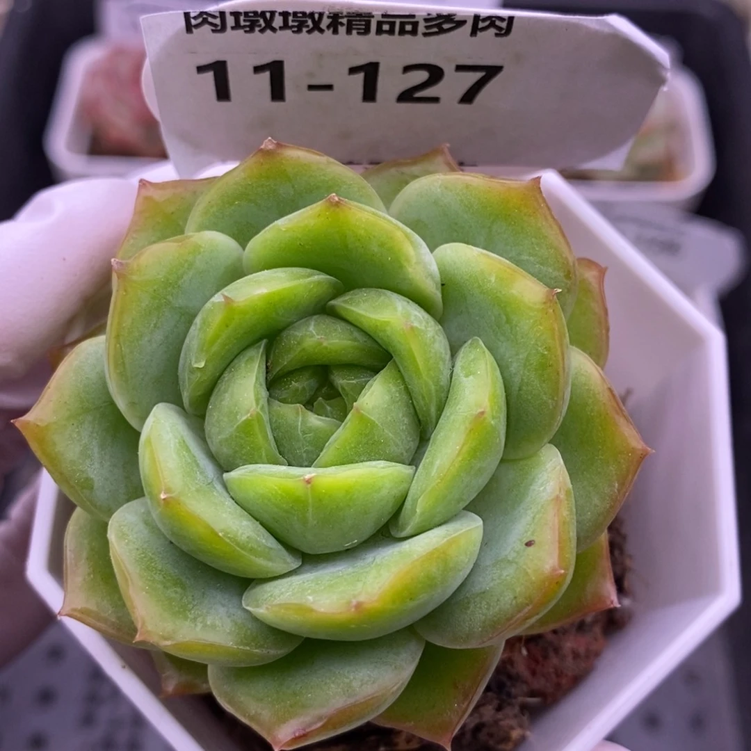 【闪购商品】11-127宝宝绿