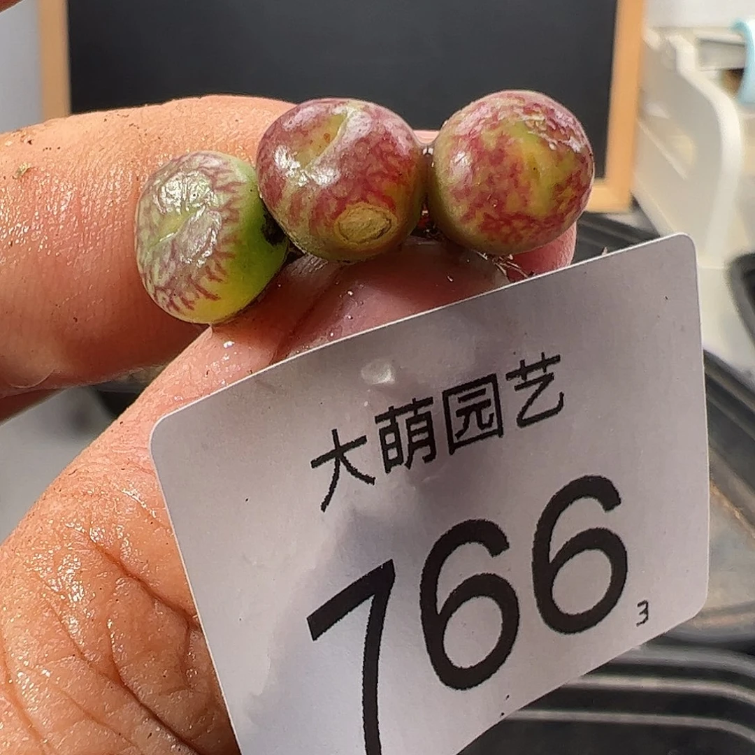 0000766一物一拍……