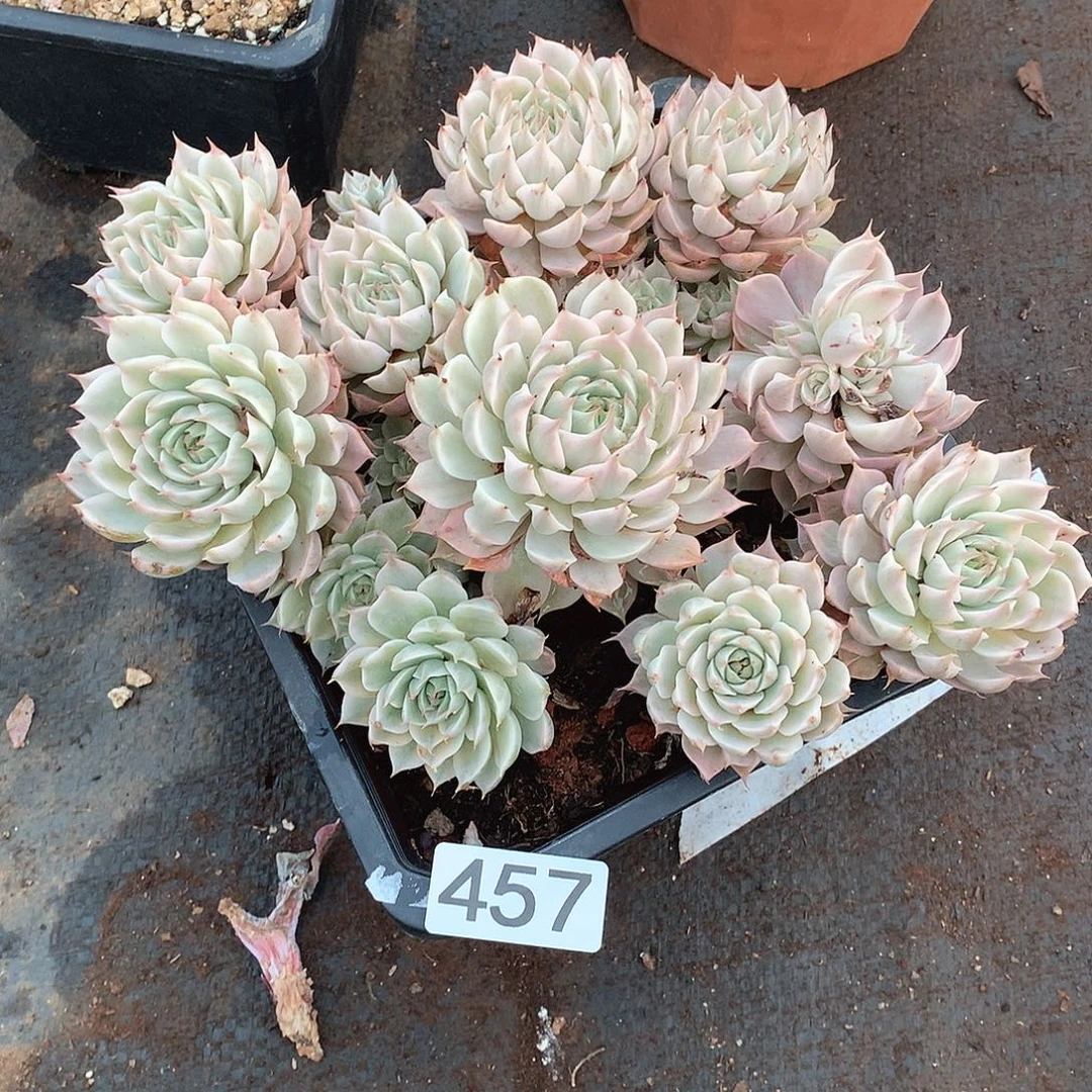 457玛格丽特锦 一物一拍多肉