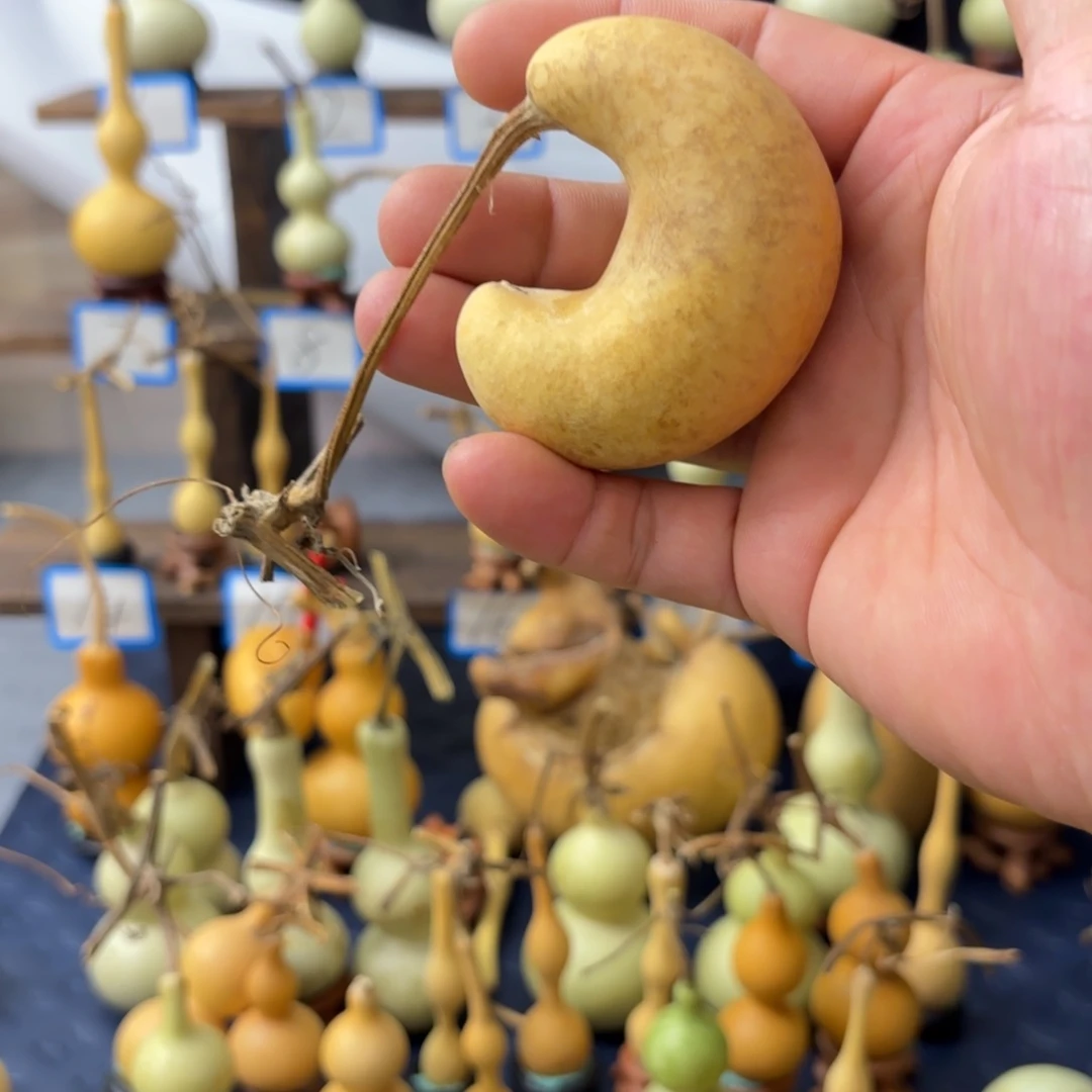 晓***候木精品葫芦月亮腰。