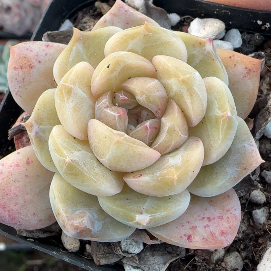 多肉小卡拉米糖心一物一拍