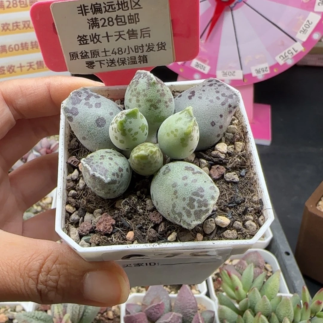 678丸叶海豹多肉植物的