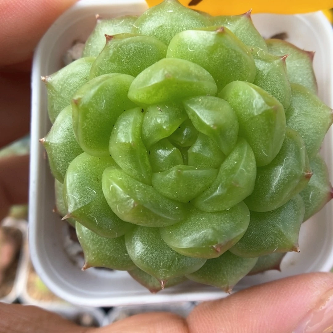 灯泡珍妮可拍909号
