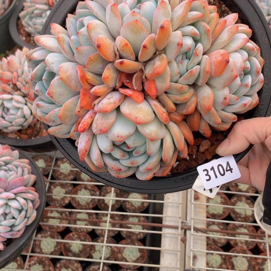 3101多头在北京街头艺人们