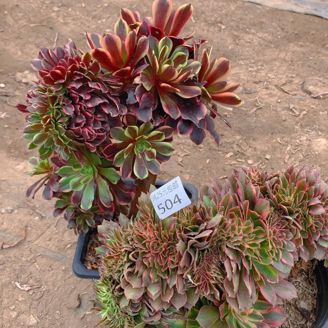 热***、504法师缀化组合2个老桩