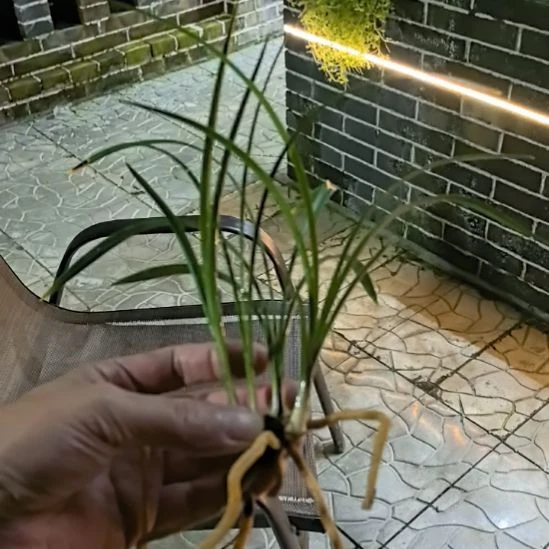 完全开放老种宋梅四苗