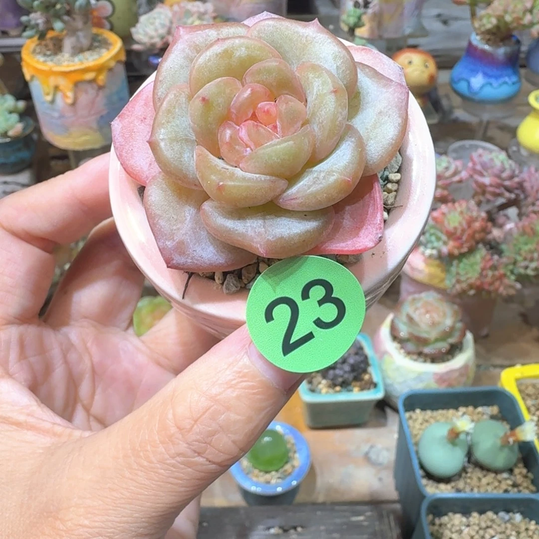 23 多肉含盆土30元包邮➗偏远