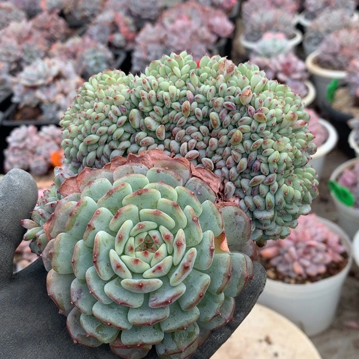 多肉植物白胖子缀化