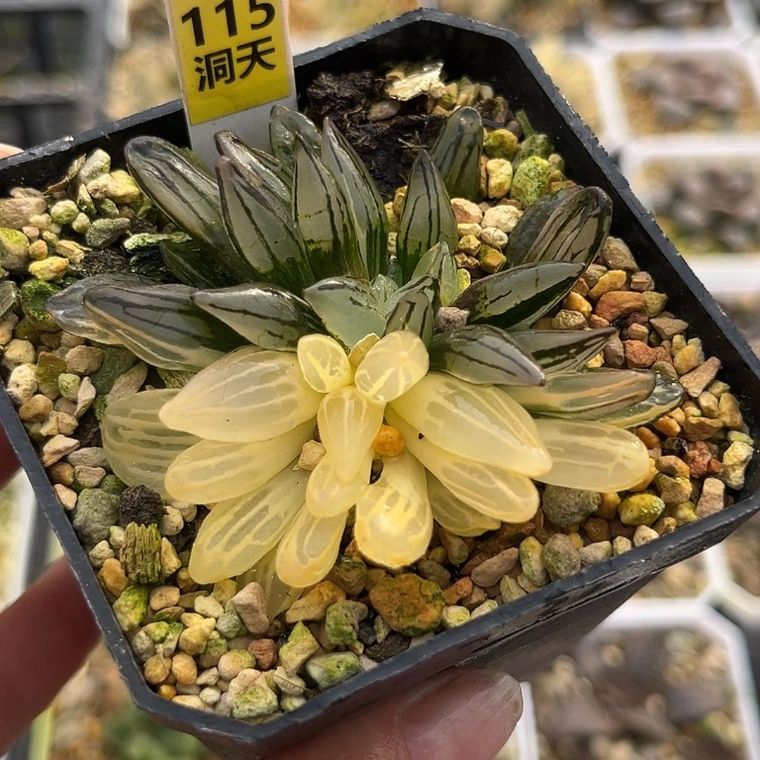 115西瓜寿锦一物一图