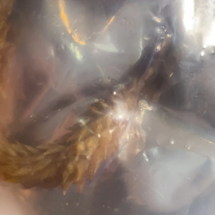 老***大yyhu大炮大炮大炮