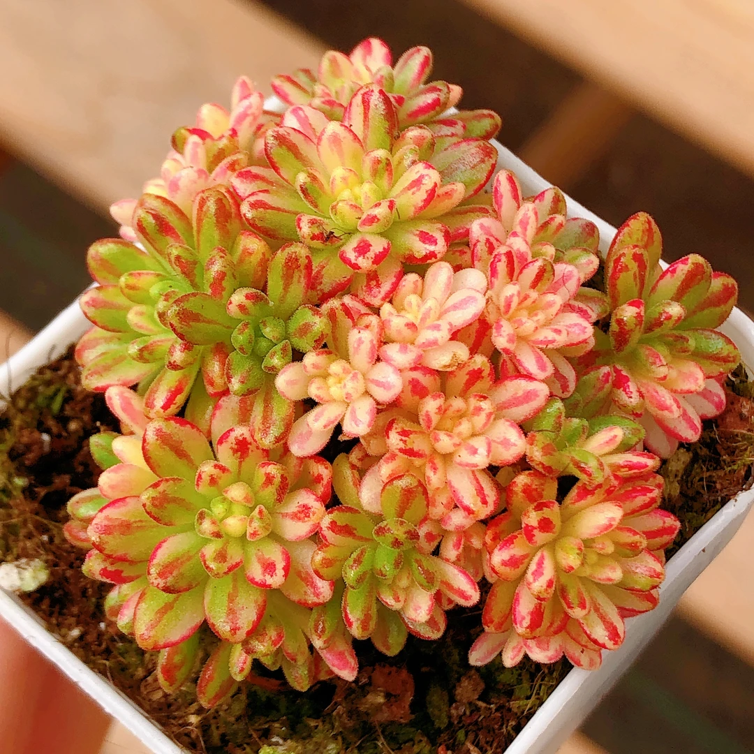 多肉植物  小人祭锦群生一颗（尺寸4左右）全场满28元包邮除偏远