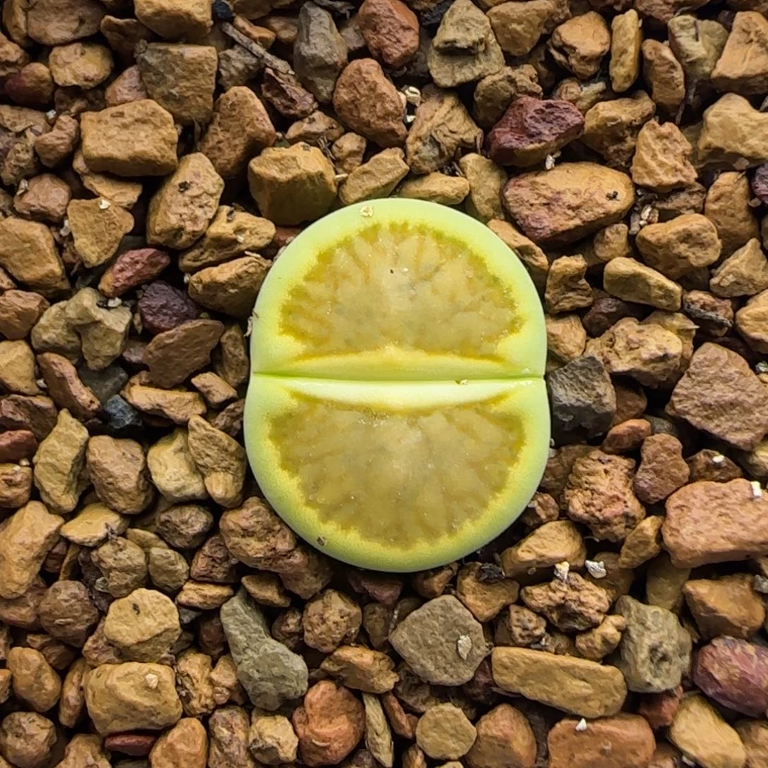 875 生石花大棚直播