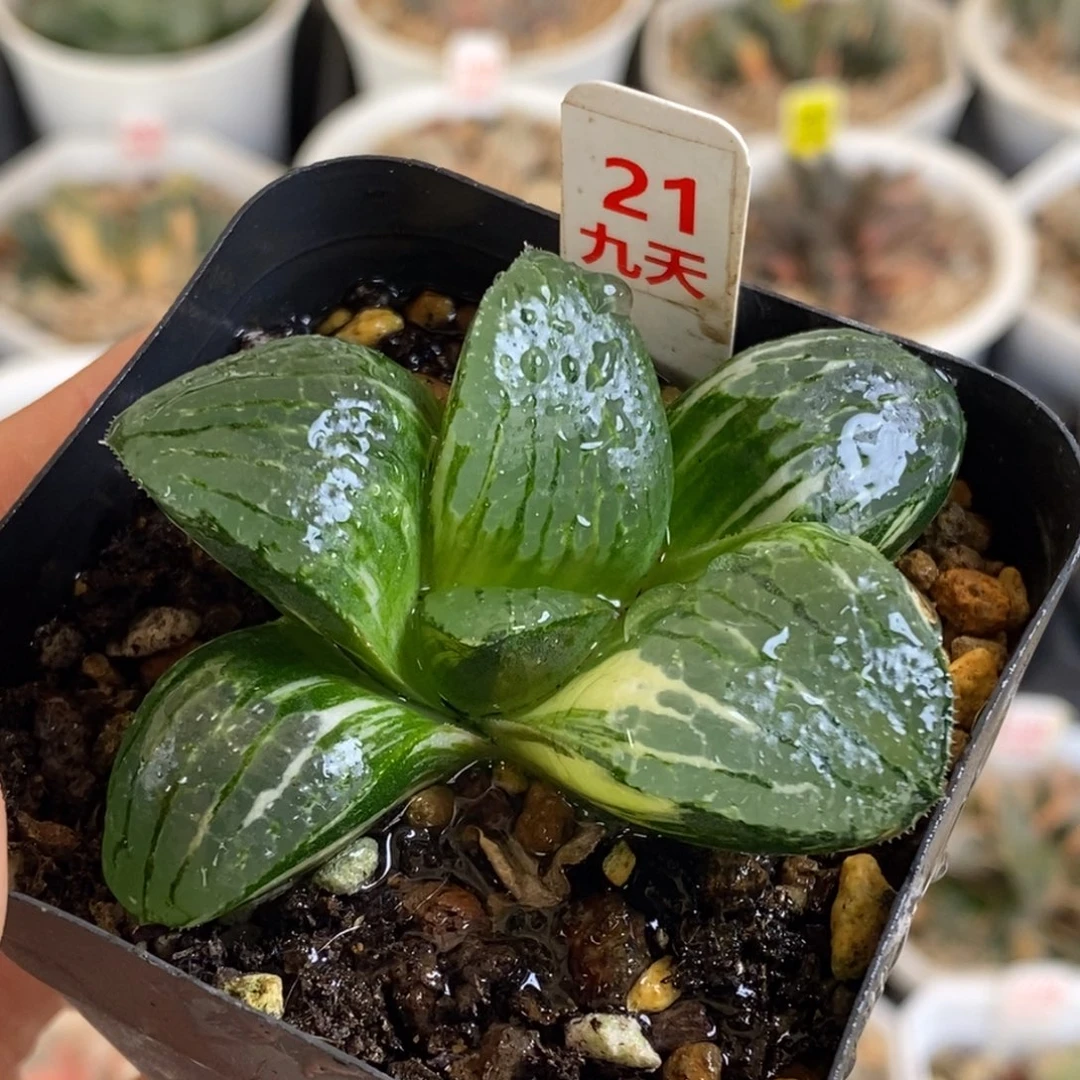 21号史扑寿锦多肉