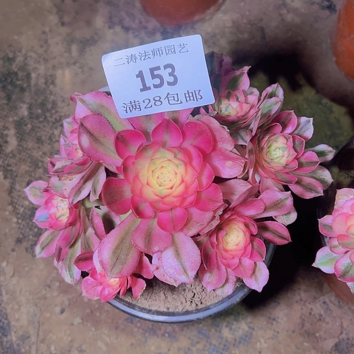 153倾城多肉植物老桩