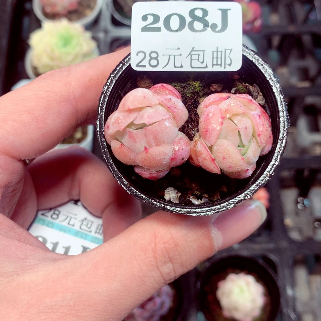 5厘米盆精控多肉208