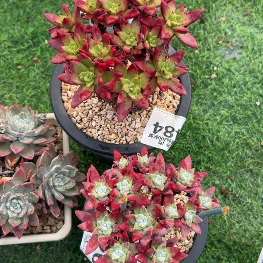 幸***福谢谢姐姐～一物一拍484