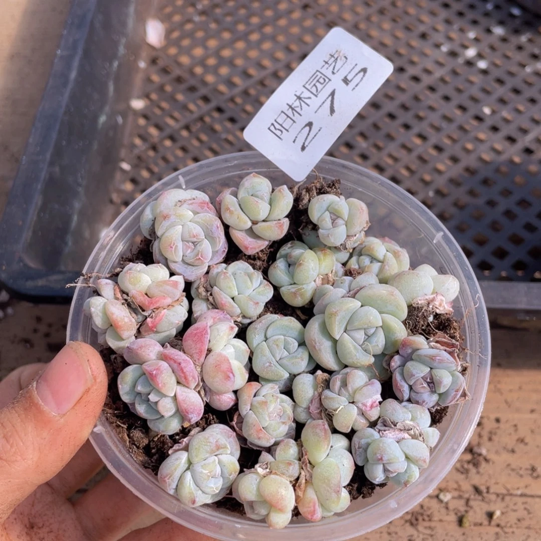 多肉植物多肉植物275