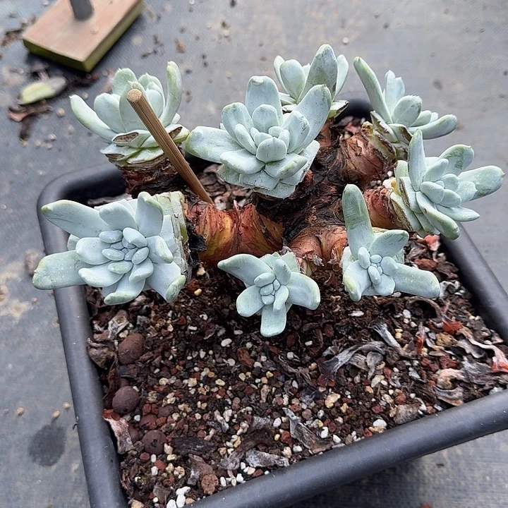 A****g拇指仙女杯一物一拍