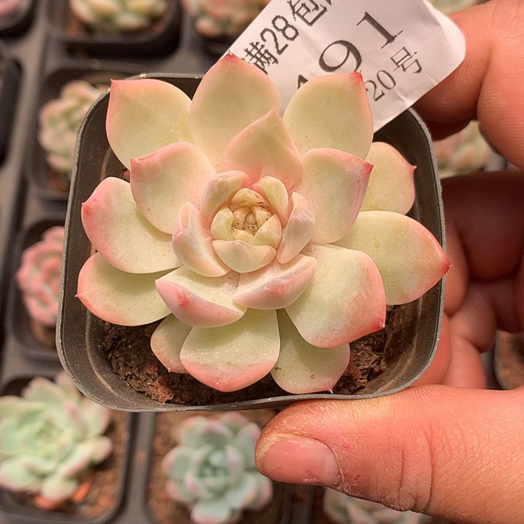 【闪购商品】云491