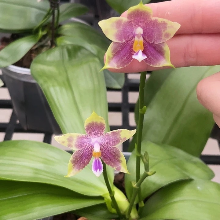 大部分开放少量花苞柳林蓝珍妮交雅风爱人