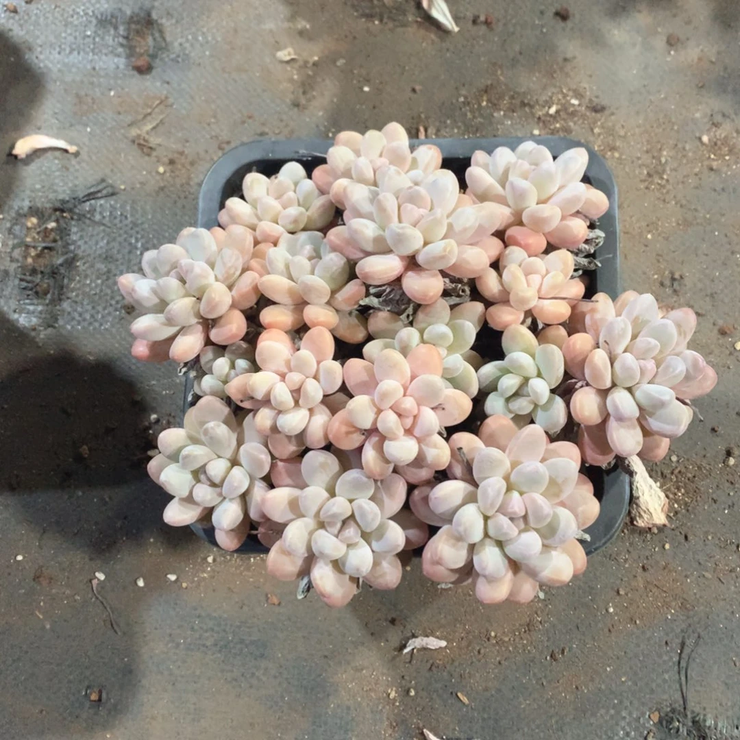 多肉植物多肉植物