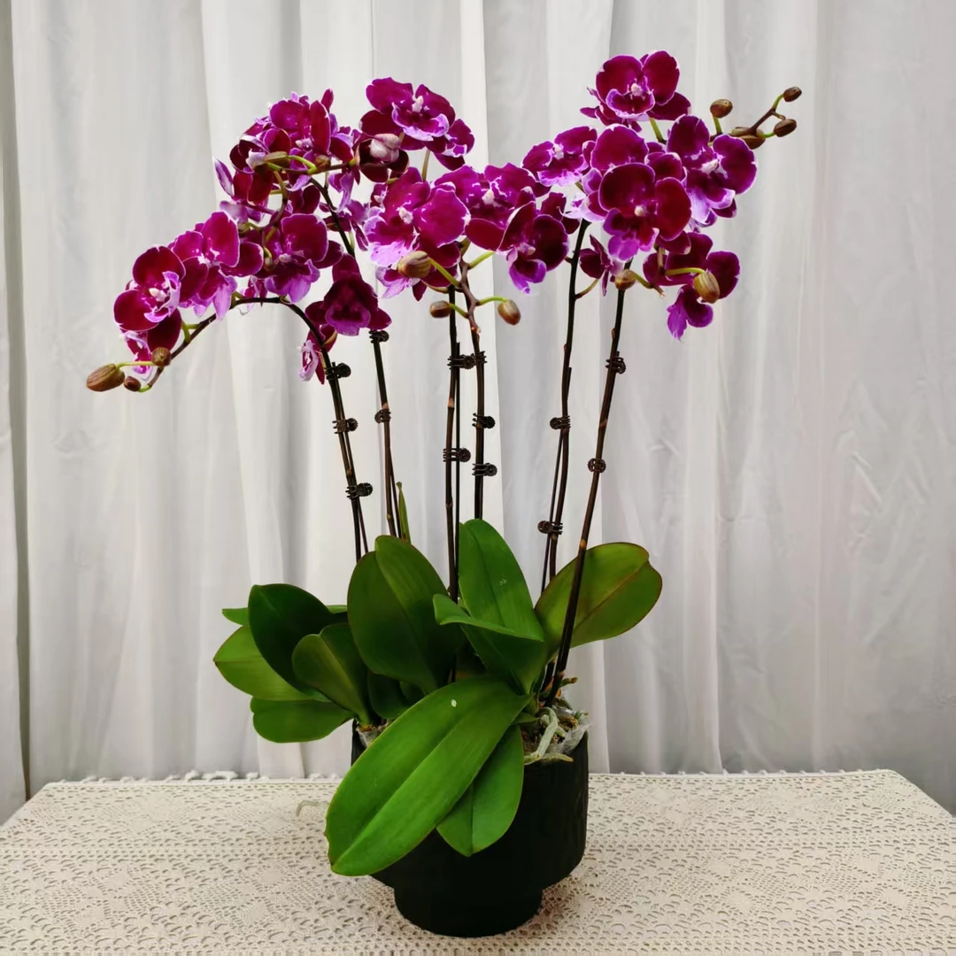 桦艺优选【大燕尾服】蝴蝶兰绿植花卉艺术高级盆栽植株很好养