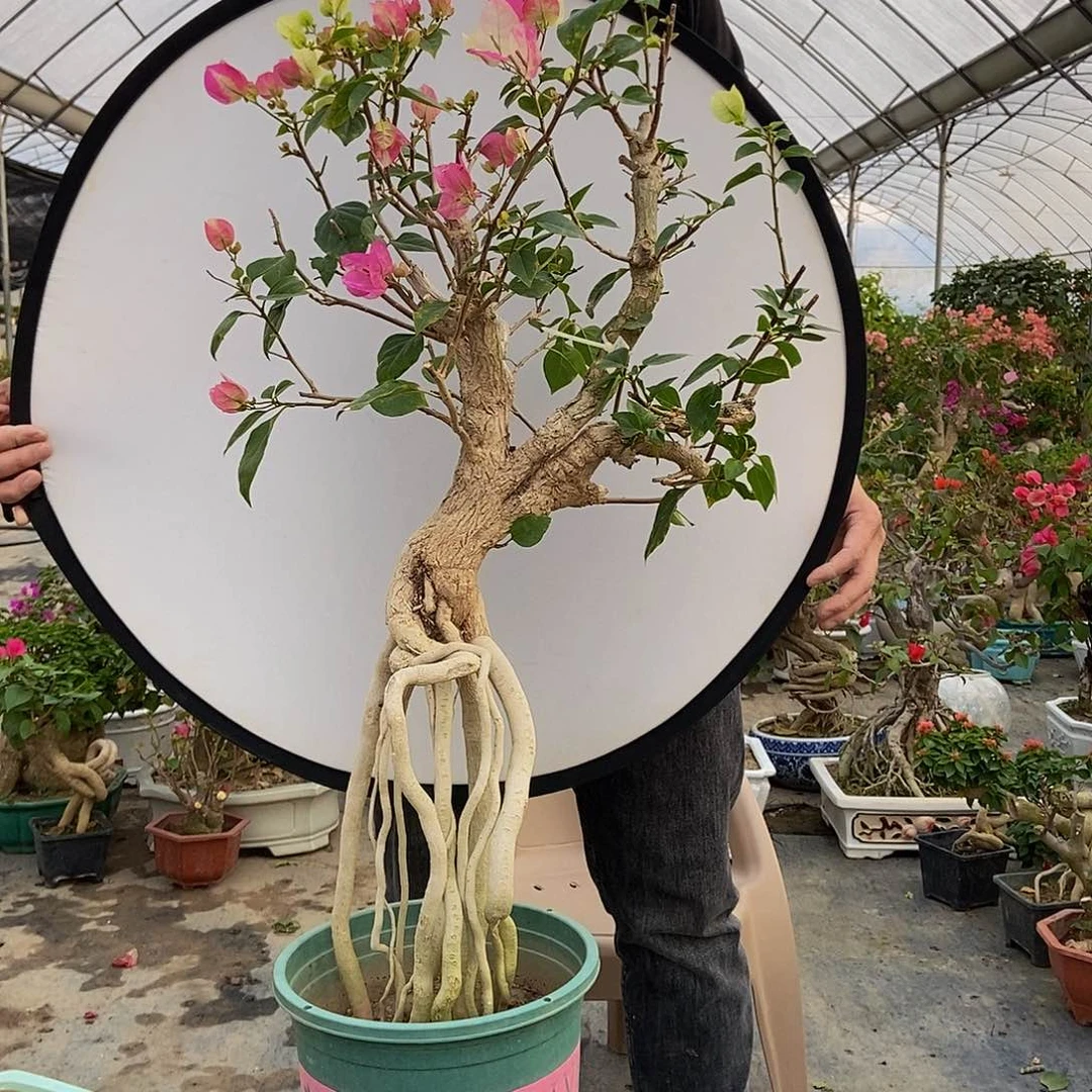 悟****动三角梅1111111