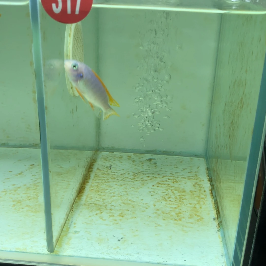 用***1慈鲷317个奇波卡 三头纹大骷髅