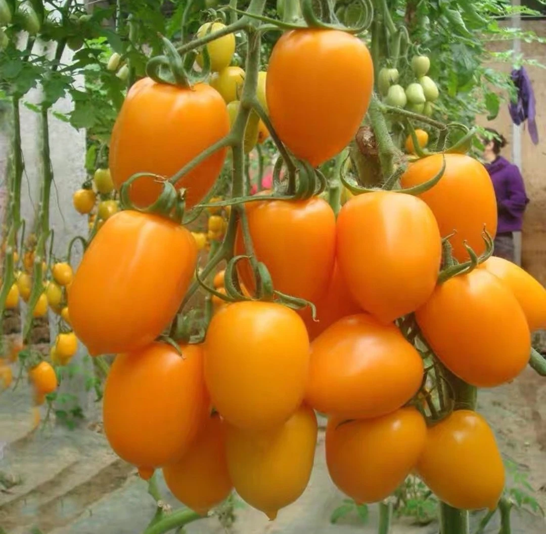 [四平伍阿哥]东北新鲜黄罗曼沙瓤现摘偏远可拍