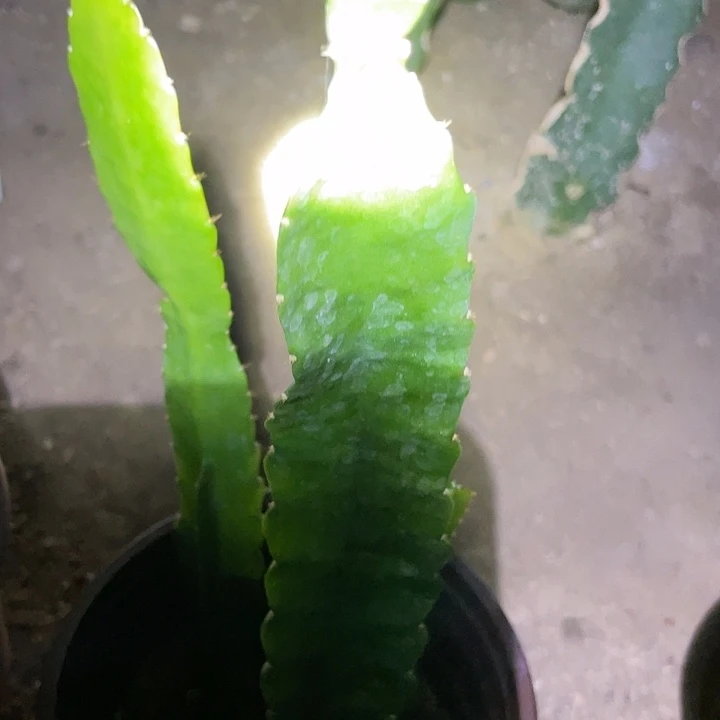 令箭荷花盆栽苗子消费苗