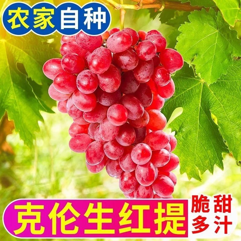 新鲜现摘克伦生无籽红提甜香脆提子葡萄新鲜水果当季生鲜