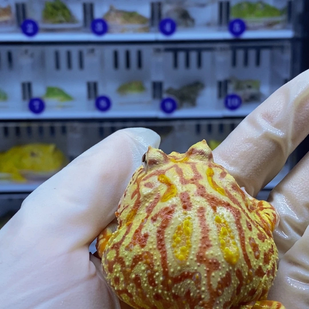 角蛙角蛙闪购专属链接