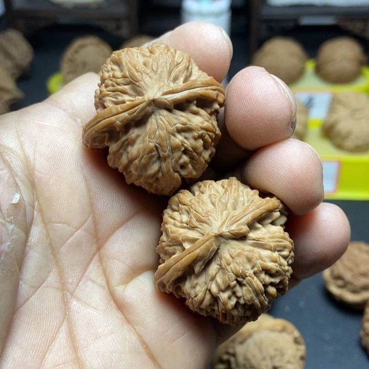 核桃山地白狮子011