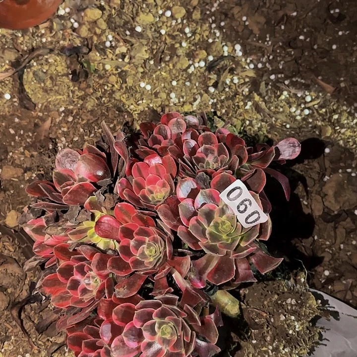 060凤冠多肉植物不售后