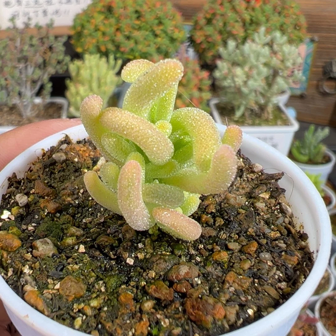 22-111枝干番杏红叶黄锦五圆盆一物一拍