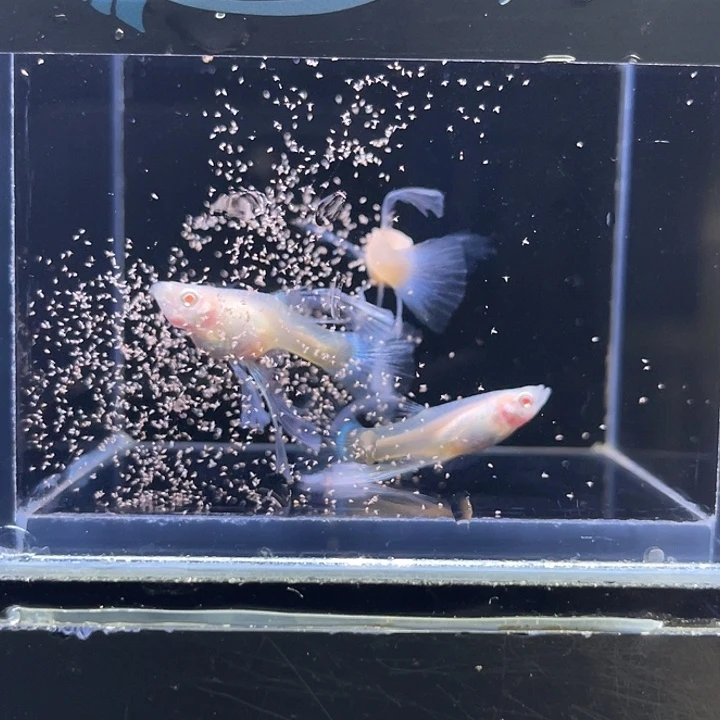 孔雀鱼蓝白绣球压成79