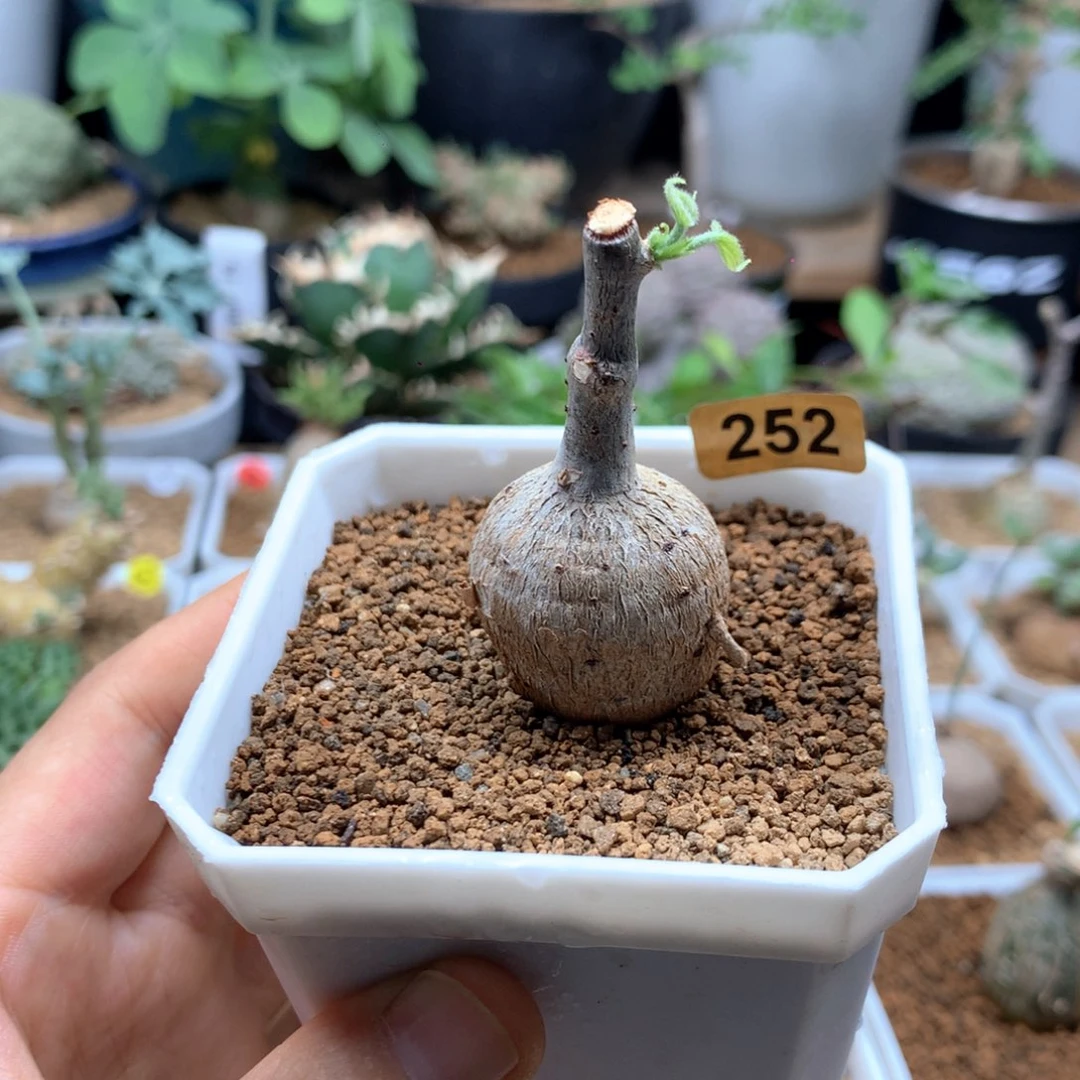 泰国小火桐带盆252