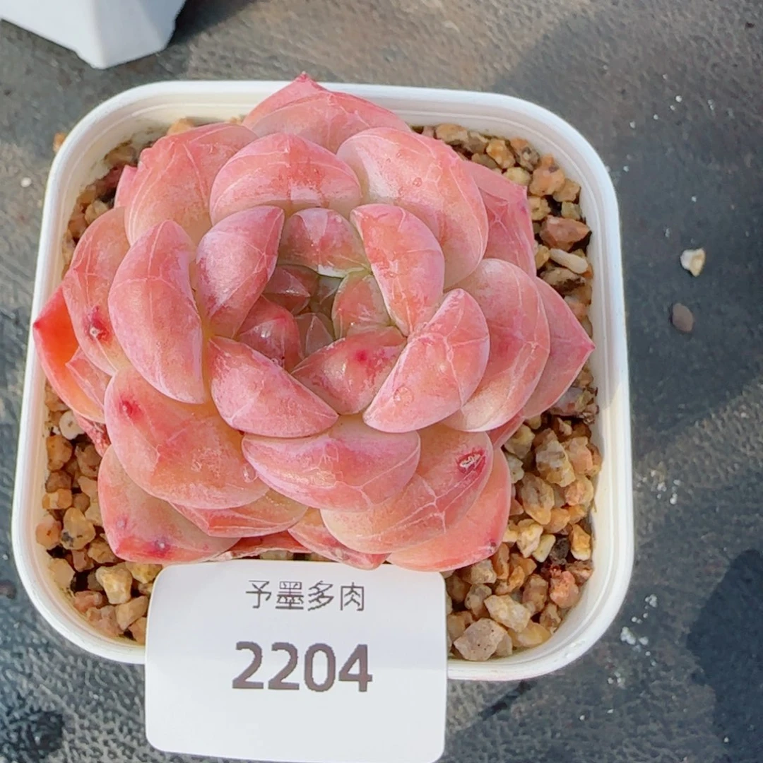 黛玉，2204多肉植物