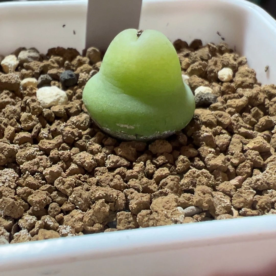 大葫芦肉锥，一物一拍