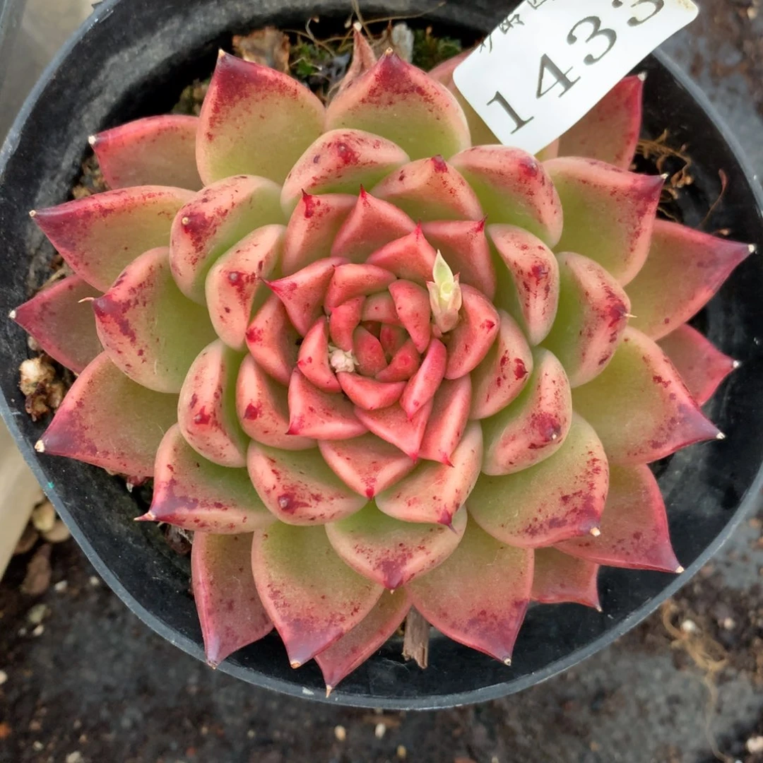 1433杂交多肉老桩