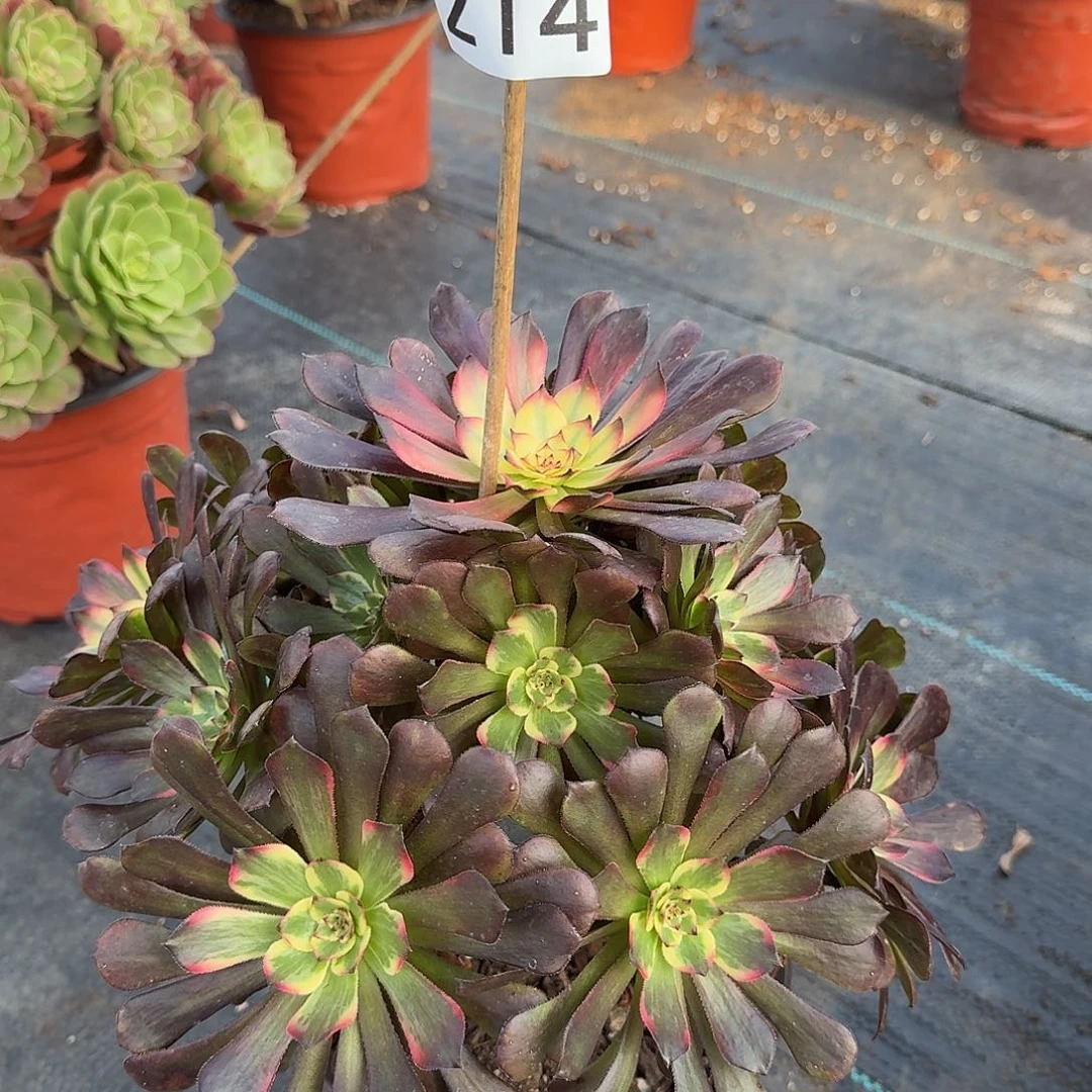 烟花000000000214