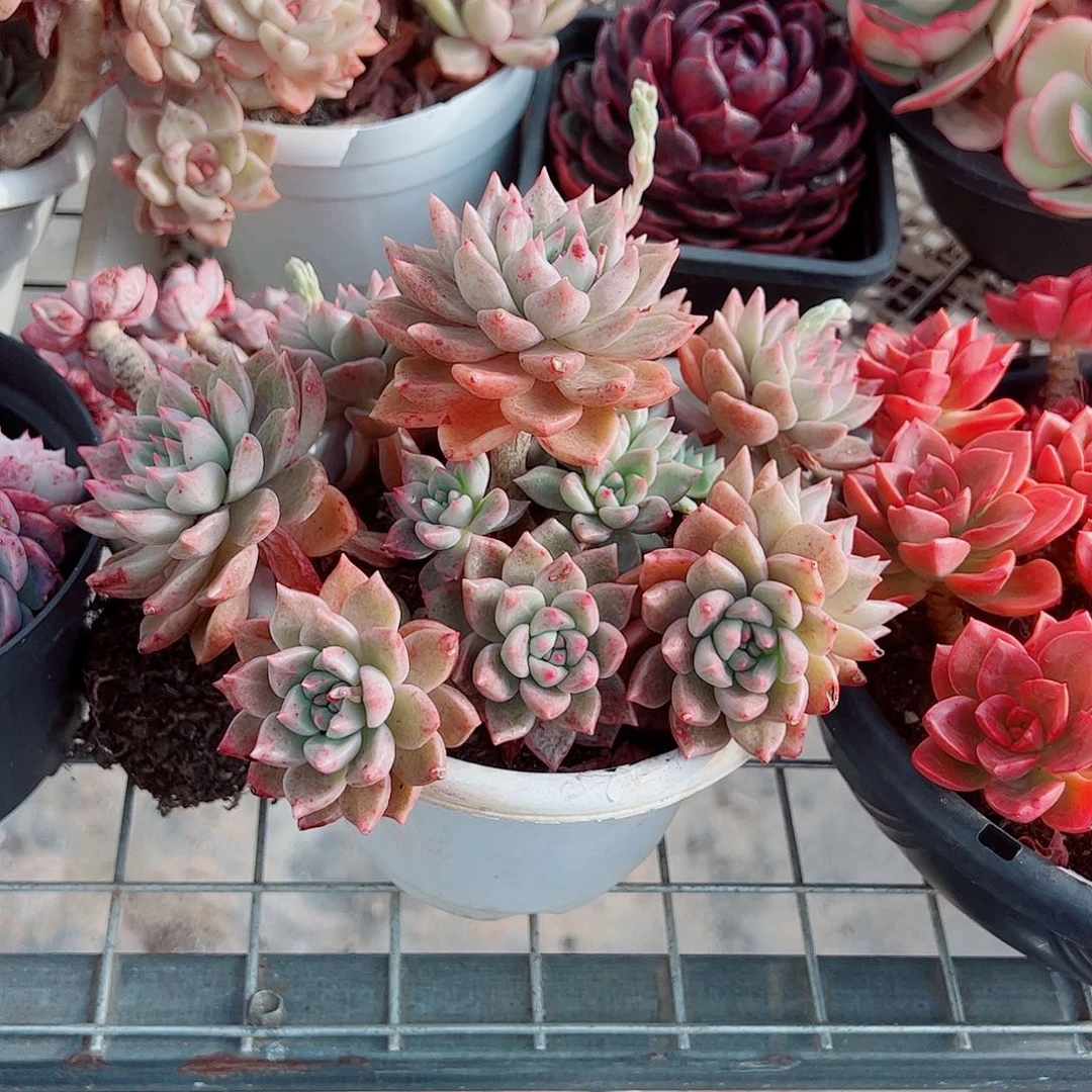 绚丽璀璨多头造型精品