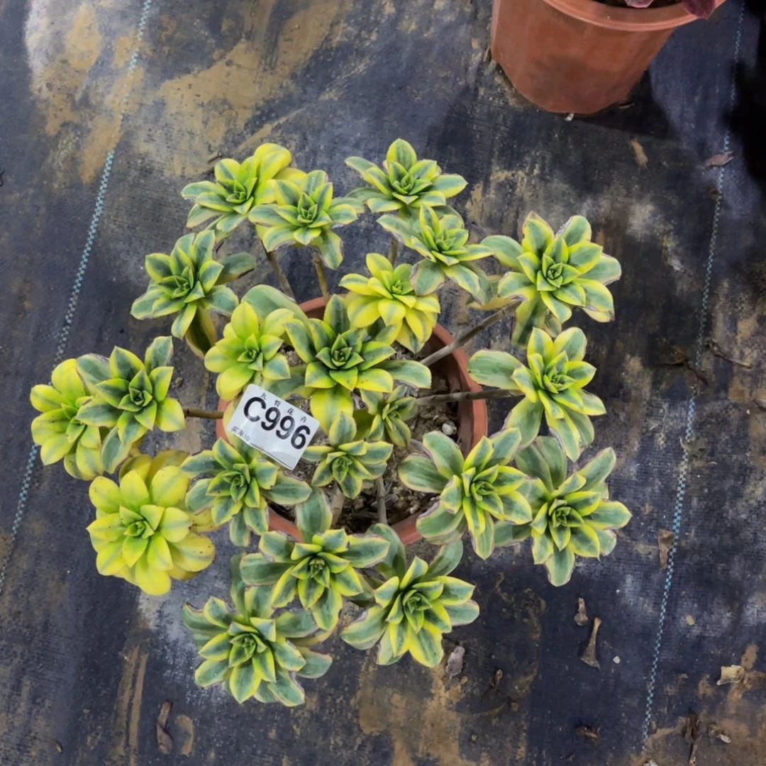 99600星爆福利可以拍