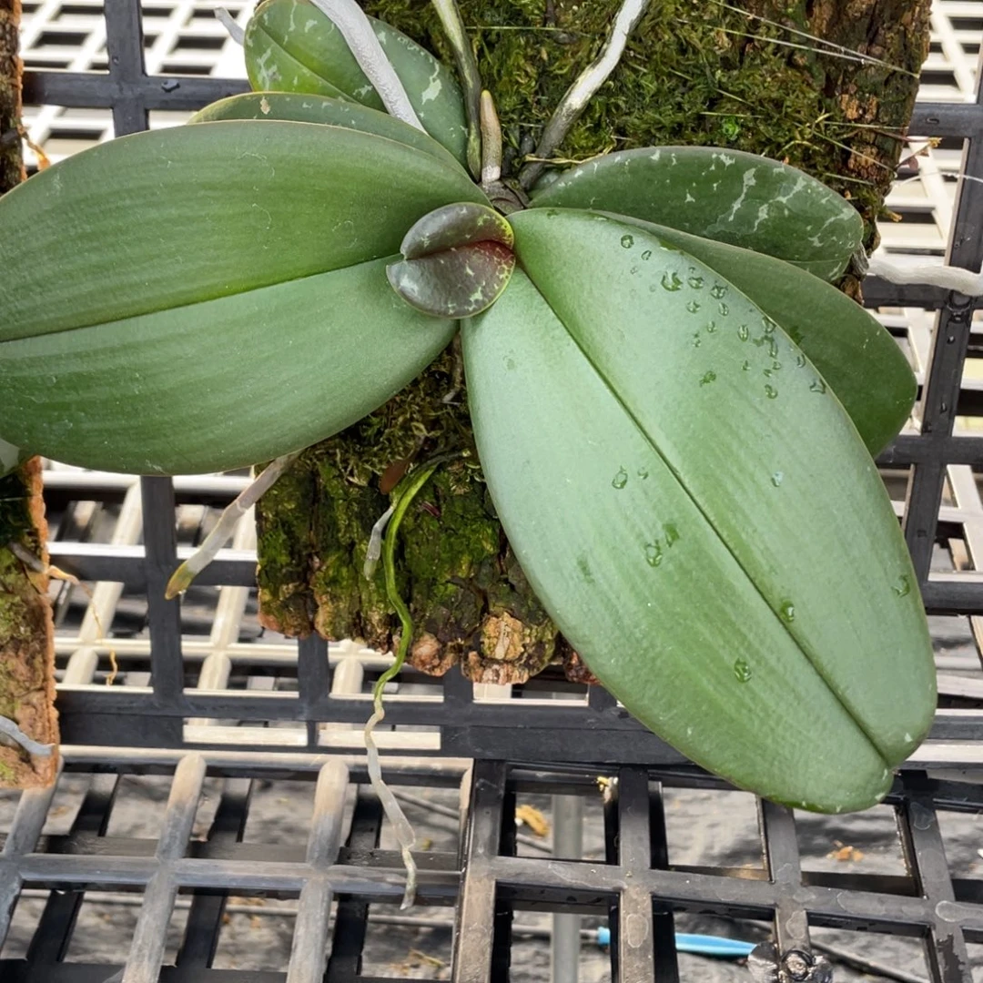 当前无花栽培后可以开花嫩粉西交白史