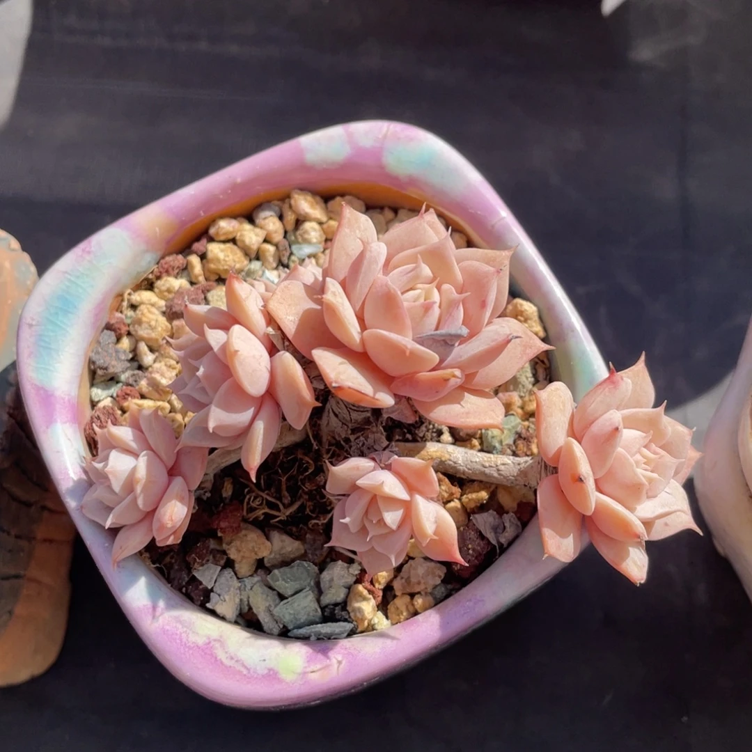 范女王整装无砍群