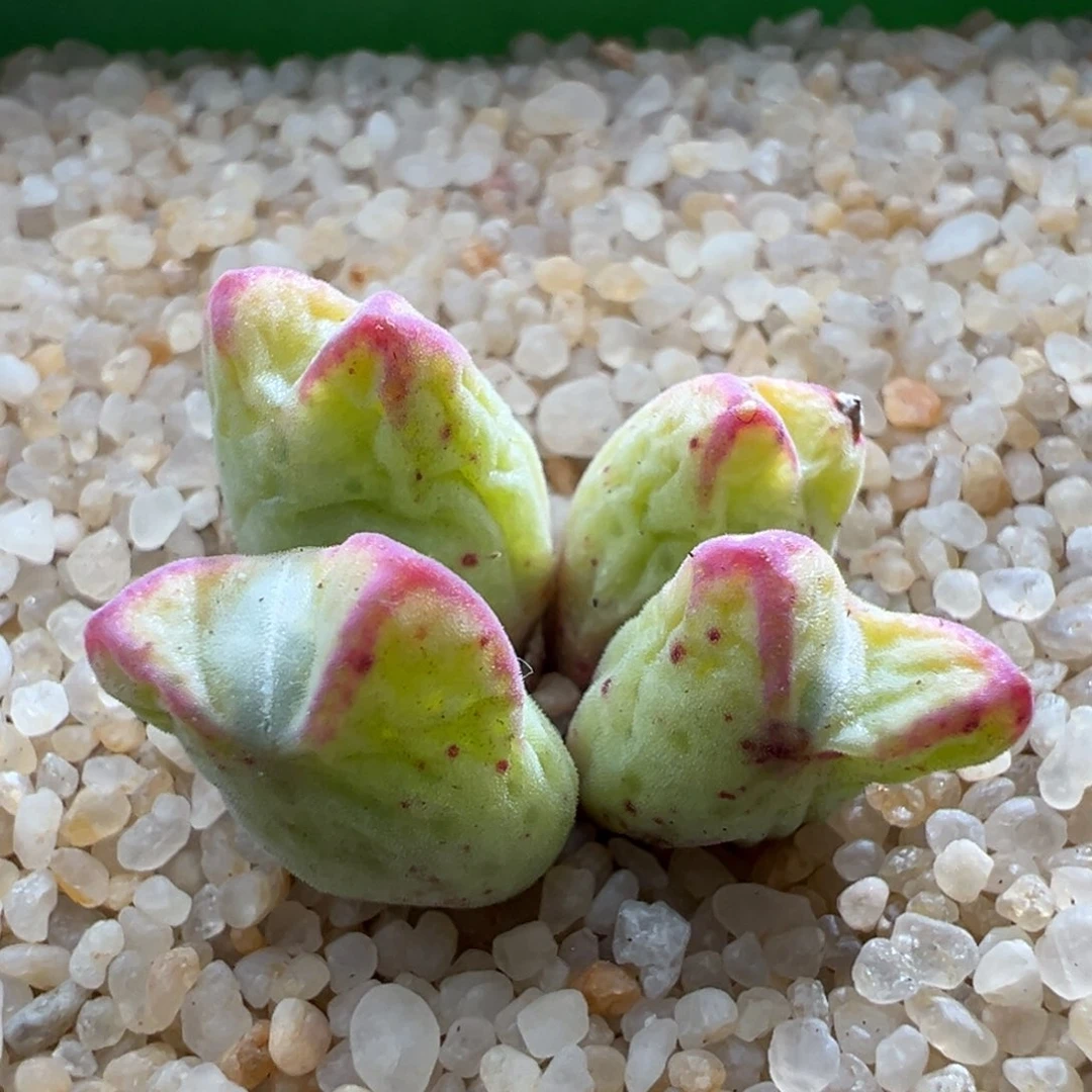 784优选985猪蹄四头干疤福利