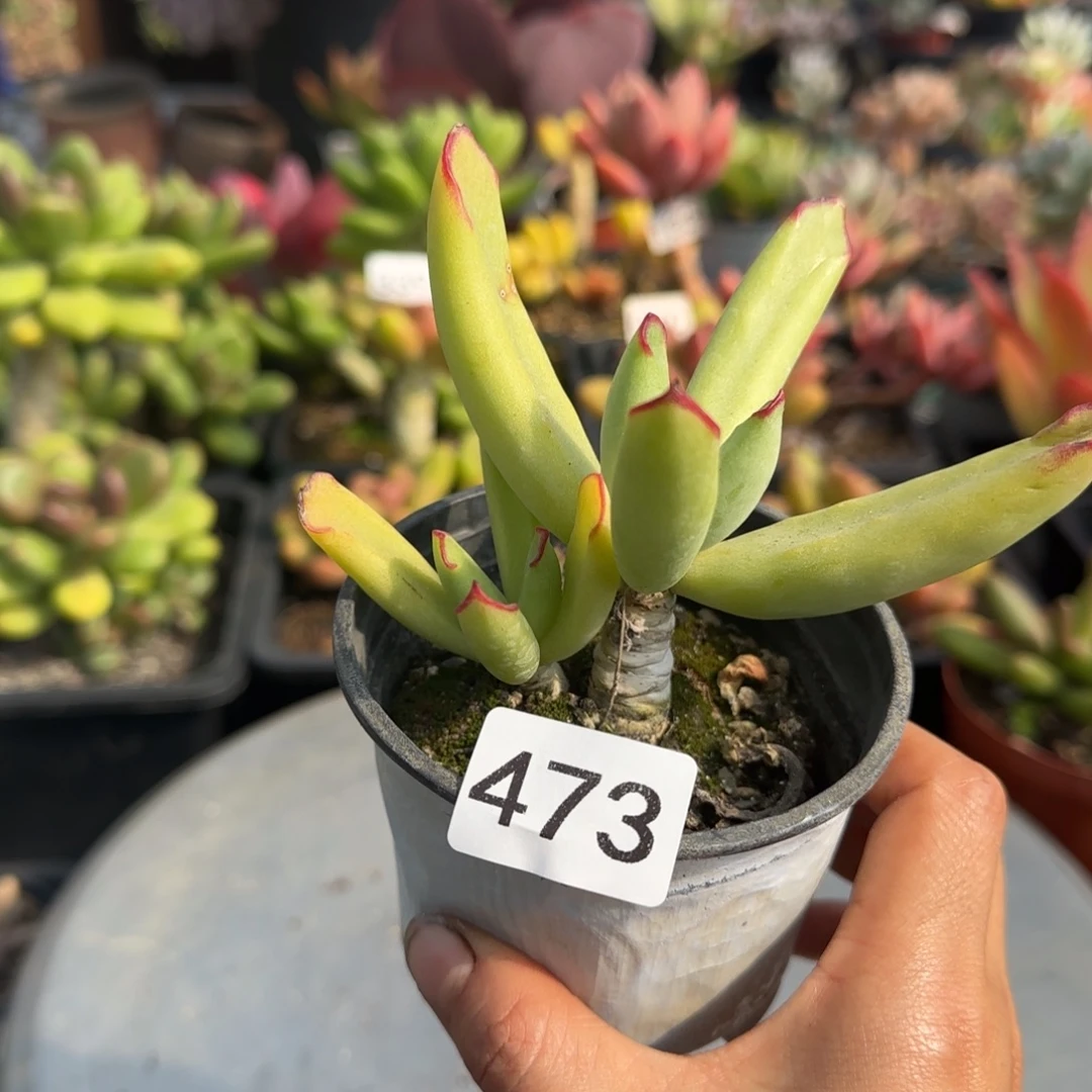 473号一物一拍 一物一拍