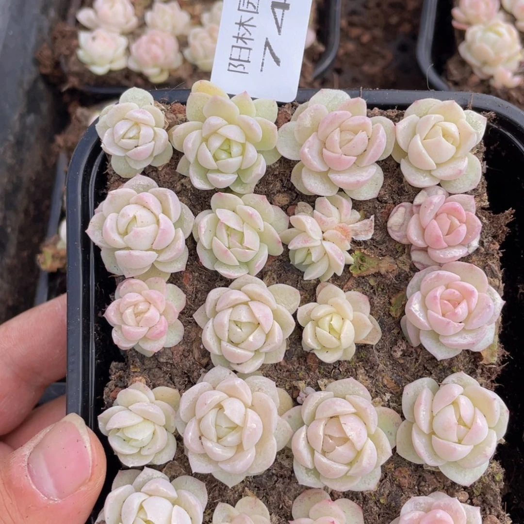 多肉植物多肉植物740