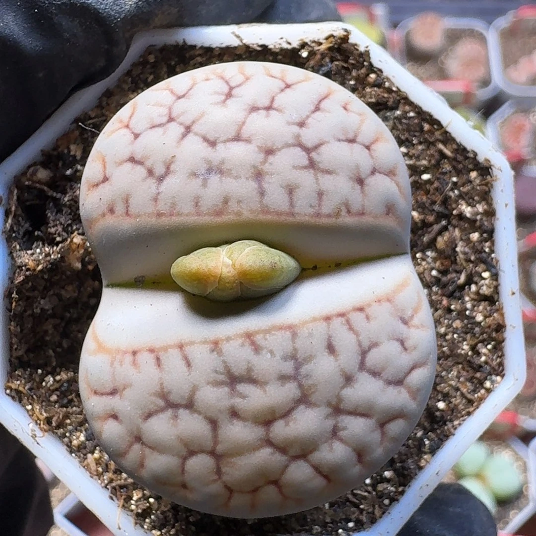 生石花23:：：。  221