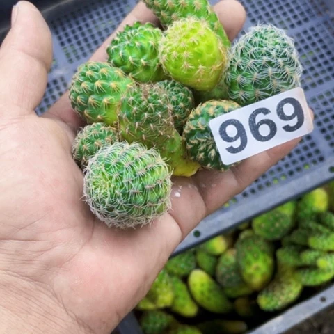 969 沟宝侧无根一物一图如图